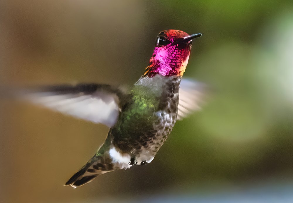 Hummingbird in Topanga, California